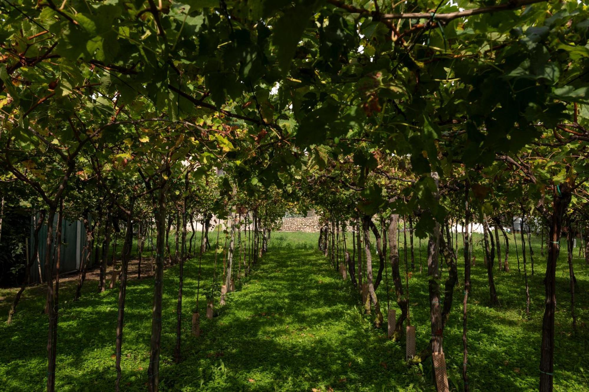 La Terrazza Sulle Vigne B&B Corte Franca Exterior foto